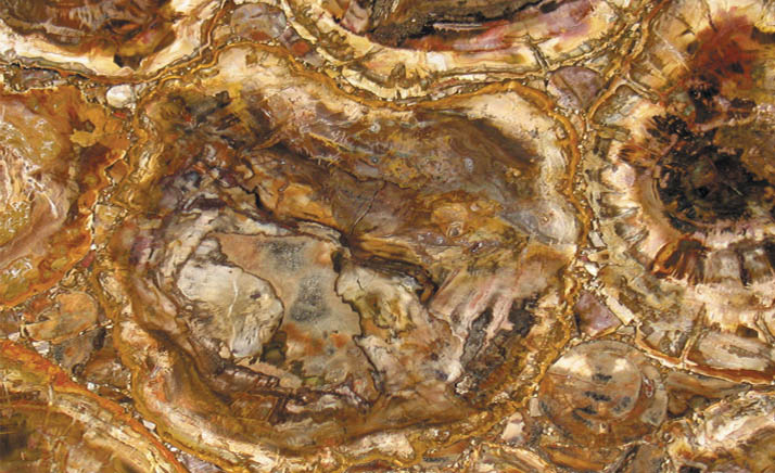 PETRIFIED WOOD